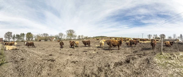 Krávy pasoucí se na poli — Stock fotografie