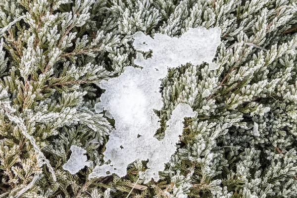 Fir tree in vorst met ijs — Stockfoto