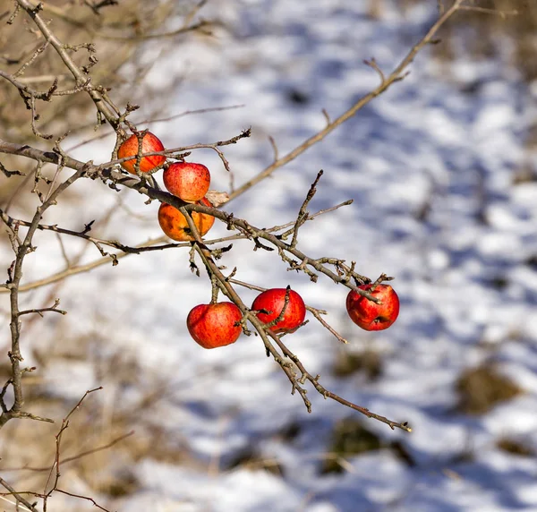 Maçãs vermelhas no inverno na árvore da maçã — Fotografia de Stock