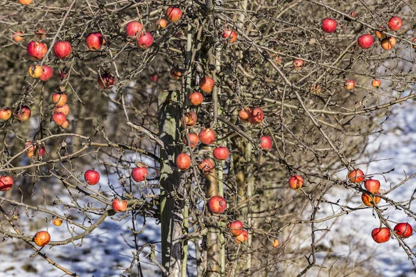 Red apples in winter at the apple tree — Stock Photo, Image