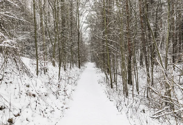 Зимний пейзаж в Бад-Франкенхаузен в снегу — стоковое фото