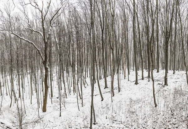 Árvores com neve na floresta — Fotografia de Stock