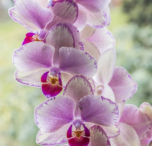 Orquídeas em detalhe na sala de estar — Fotografia de Stock