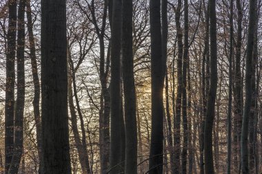 Sunbeam yoğun vahşi orman içinde 