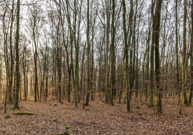 Sunbeam yoğun vahşi orman içinde 