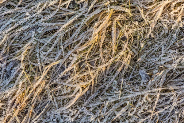 Patroon van bevroren gras en bladeren in de winter — Stockfoto