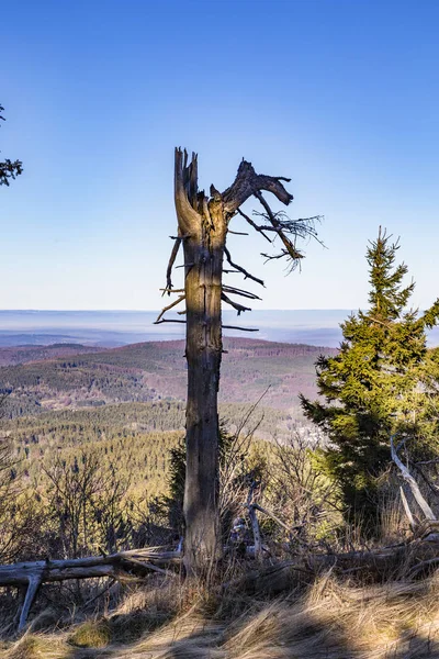 Träden på vintern — Stockfoto