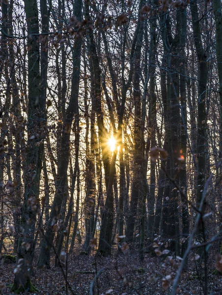 Sunbeam in dichte wilde woud — Stockfoto