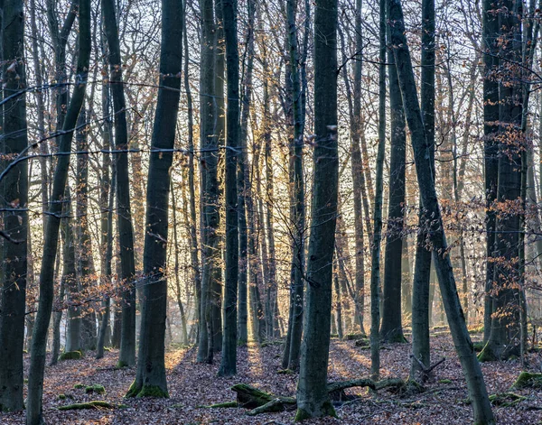 Raggio di sole nella fitta foresta selvaggia — Foto Stock