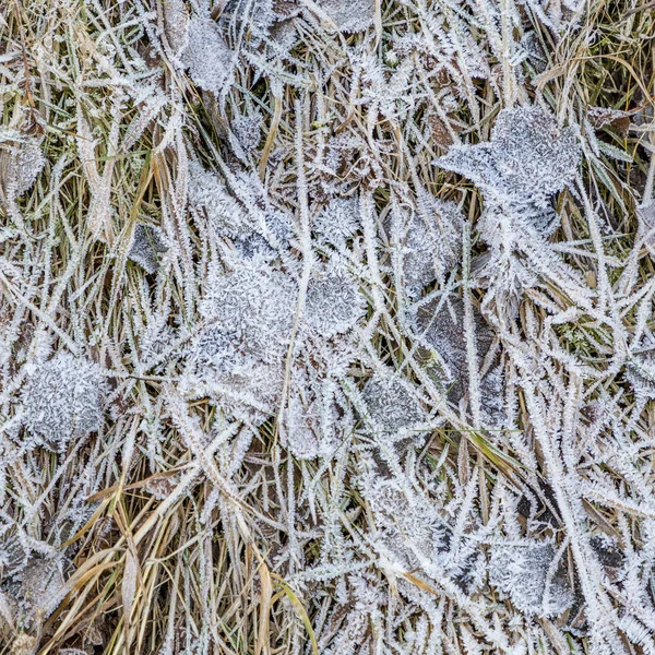 Patroon van bevroren gras en bladeren in de winter — Stockfoto