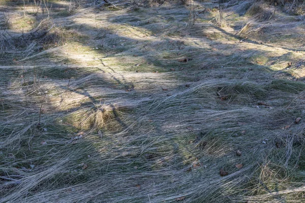 Prato con erba congelata formata in onde — Foto Stock