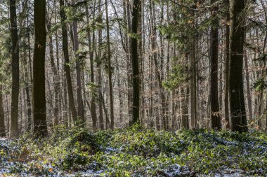 Güzel donmuş yolu. Kış kırsal. Kar orman. Güzel ahşap