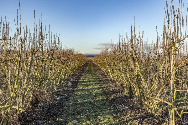 Jabloní v zimě na pole — Stock fotografie