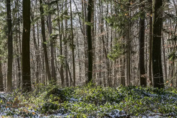 Güzel donmuş yolu. Kış kırsal. Kar orman. Güzel ahşap