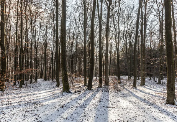Belo caminho congelado. Campo de Inverno. Floresta de neve. Madeira adorável — Fotografia de Stock
