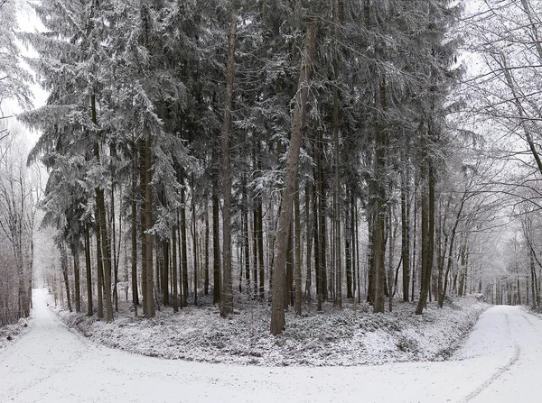 Зимний пейзаж в лесу — стоковое фото