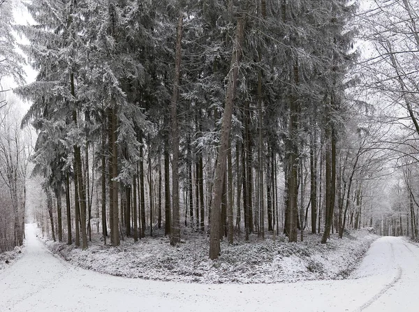 Paesaggio invernale nella foresta — Foto Stock