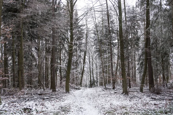 Winter landscape in the forest — Stock Photo, Image