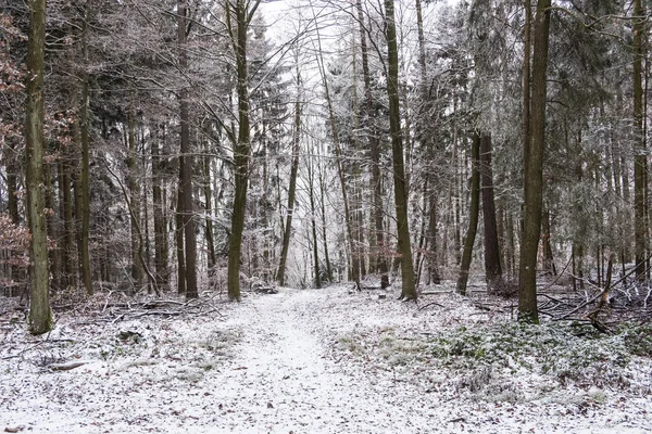 Paisagem de inverno na floresta — Fotografia de Stock