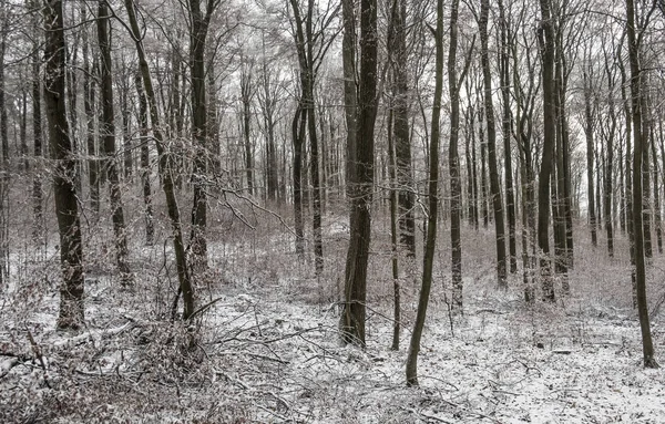 Зимний пейзаж в лесу — стоковое фото