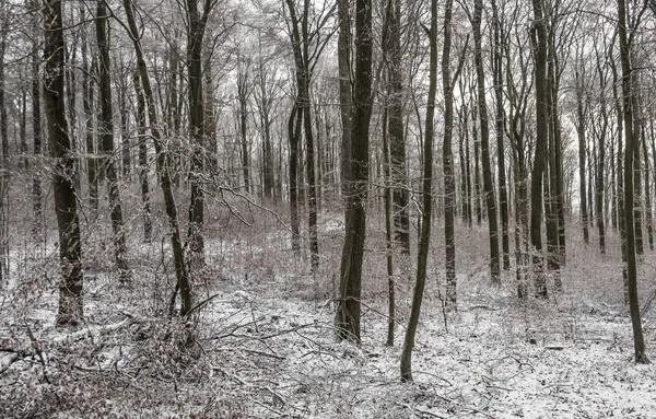 Winter landscape in the forest — Stock Photo, Image