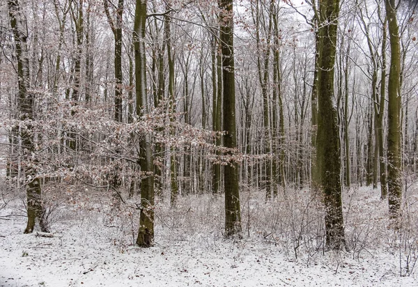 Paesaggio invernale nella foresta — Foto Stock