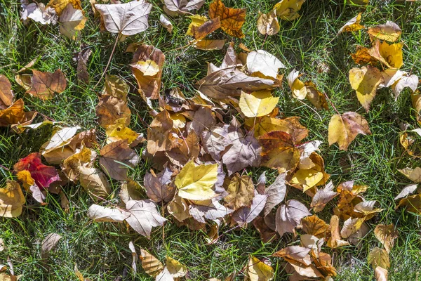 Листья на лугу — стоковое фото