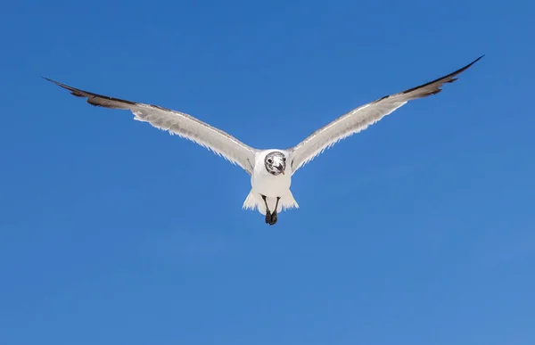 Seagull op blauwe hemelachtergrond — Stockfoto