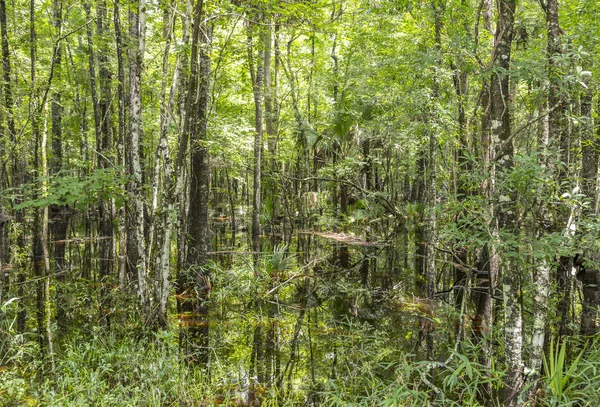 Kahle Bäume spiegeln sich im Wasser in einem Sumpf in Florida an einem warmen — Stockfoto