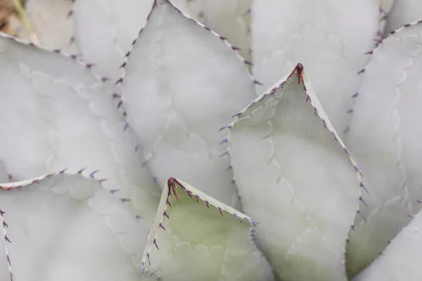 Thorn of cactus in detail — Stock Photo, Image