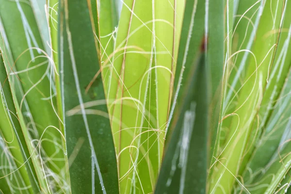 Detail van cactus — Stockfoto