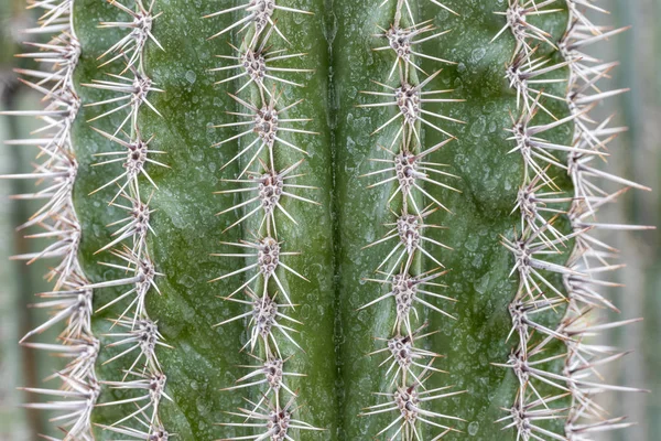 Деталь кактуса — стоковое фото
