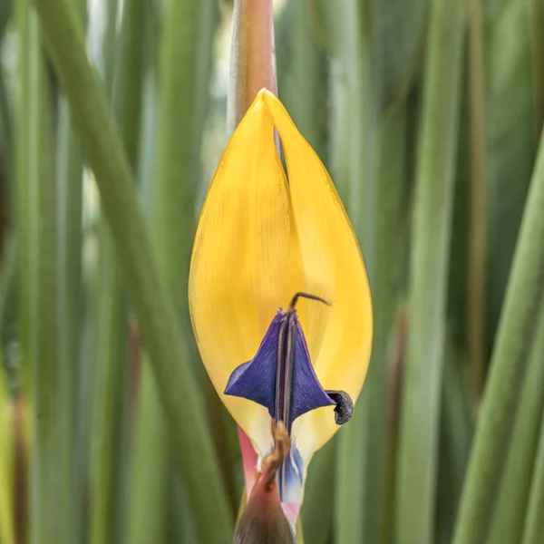 Detalhe de strelitzia colorido — Fotografia de Stock