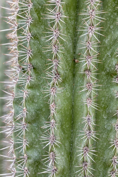 Detail of cactus — Stock Photo, Image