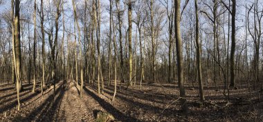  güzel ağaç manzara