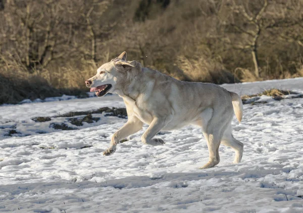 Mladý pes labrador se těší zasněžené pole — Stock fotografie