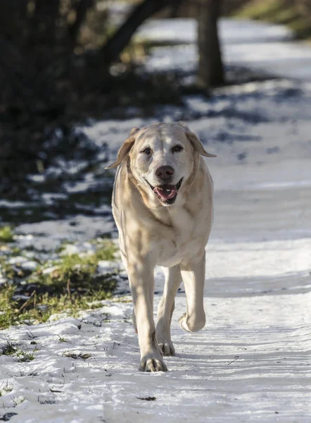 Joven perro labrador disfruta del campo cubierto de nieve —  Fotos de Stock