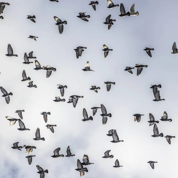 Piccioni che volano in formazione sotto il cielo nuvoloso — Foto Stock