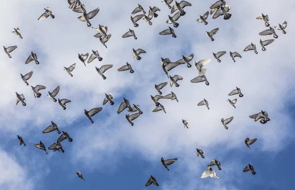 Piccioni che volano in formazione sotto il cielo nuvoloso — Foto Stock