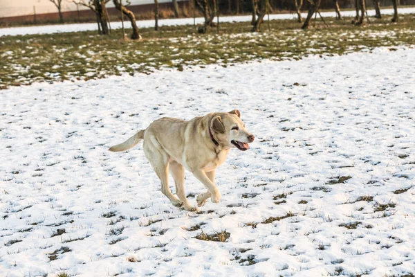 Mladý pes labrador se těší zasněžené pole — Stock fotografie