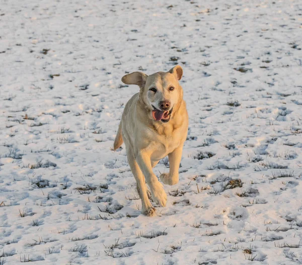 Ung labrador hund åtnjuter den snötäckta fältet — Stockfoto
