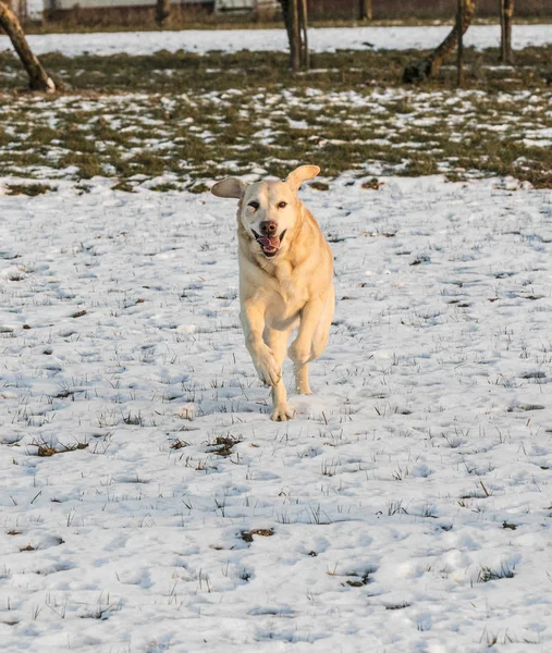 Young labrador dog enjoys  the snow covered field — Stock Photo, Image