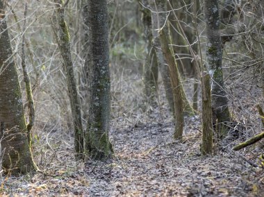 elma ağaçlarının akşam ışığı kış