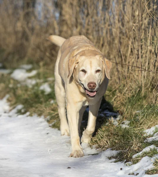 Młody labrador pies cieszy się pole pokryte śniegiem — Zdjęcie stockowe