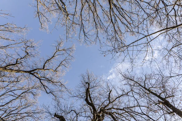Trädtopparna i skogen vinter — Stockfoto