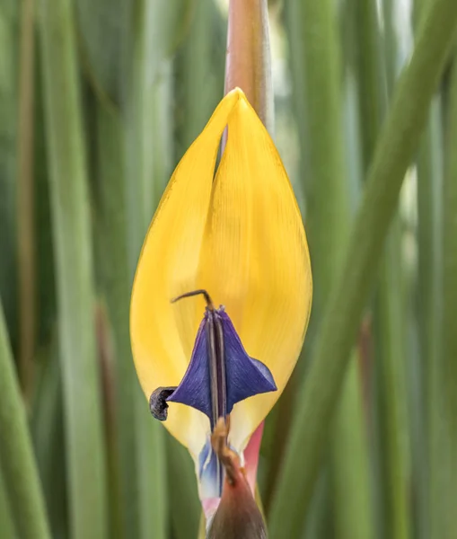 Detalhe de strelitzia colorido — Fotografia de Stock