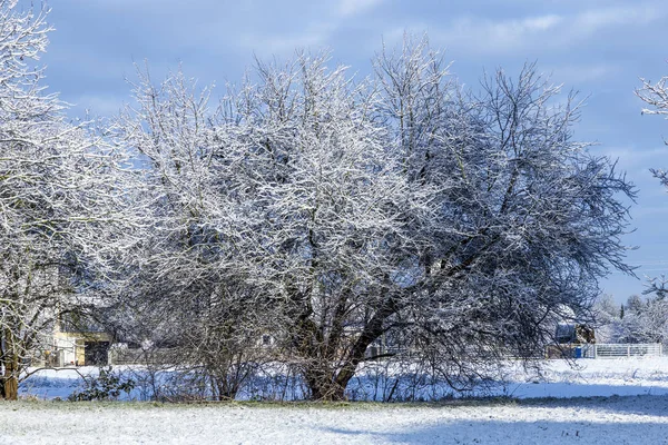 Зимний пейзаж в Мюнхене Allach с белым деревом — стоковое фото