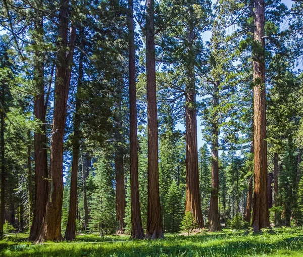 Sequoia drzewo w lesie — Zdjęcie stockowe