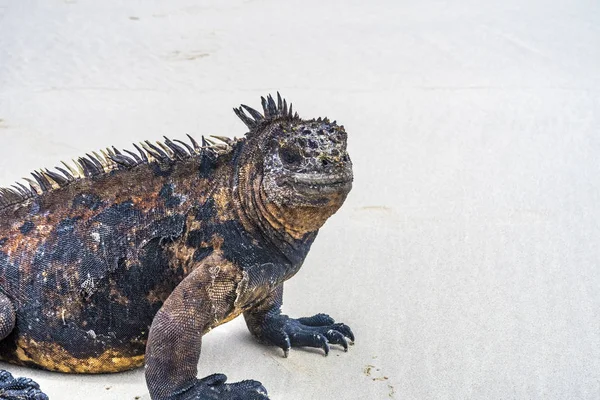 Iguana marinha na praia — Fotografia de Stock