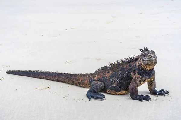 Marine Iguana at the beach — Stock Photo, Image